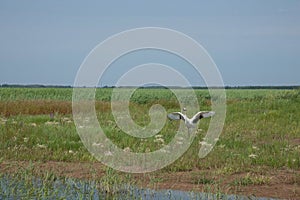 Red-crowned Crane Zhalong wetland nature reserve in the red-crowned crane population