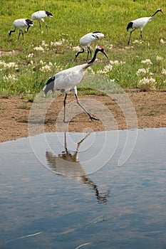 Red-crowned Crane Zhalong wetland nature reserve in the red-crowned crane population