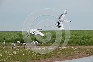 Red-crowned Crane Zhalong wetland nature reserve in the red-crowned crane population