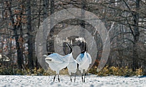 The red-crowned cranes