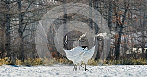 The red-crowned cranes