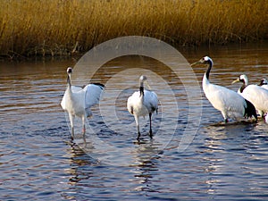 Red-crowned cranes bathing in the lake