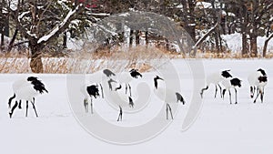 Red-crowned Cranes in bird sanctuary, Kushiro, Japan