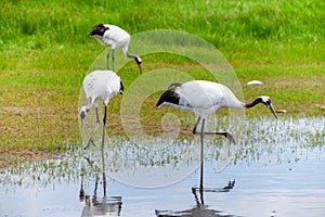 The red-crowned cranes is catching fish in wetland.