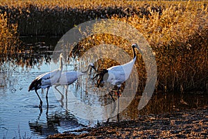 Red-crowned cranes couple brought the child, for a walk in the aureate reed. photo