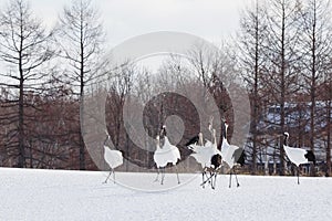 Red-Crowned Cranes Courtship Amongst the Flock