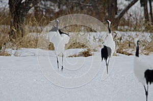 Red-crowned cranes in courtship dance