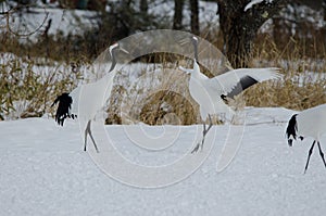 Red-crowned cranes in courtship dance