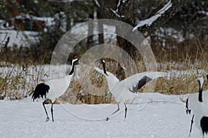 Red-crowned cranes in courtship dance