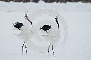 Red-crowned cranes in courtship dance