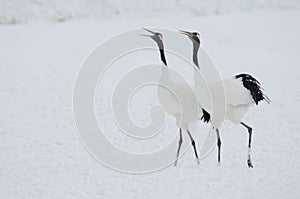 Red-crowned cranes in courtship dance