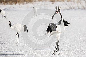 Red-Crowned Cranes Courtship Performance