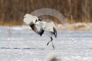 Red-crowned cranes dancing and flying at Hokkaido, Northern Japan