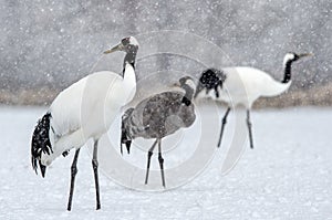 The red-crowned cranes and Eurasian crane.