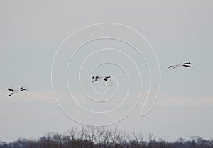 Red-crowned cranes in flight