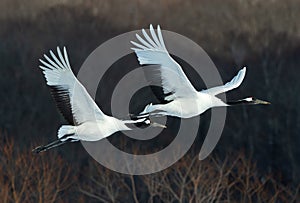 The red-crowned cranes in flight. Dark background of winter forest.