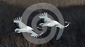 The red-crowned cranes in flight. Dark background of winter forest.