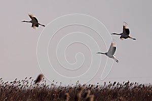Red-crowned cranes fly freely