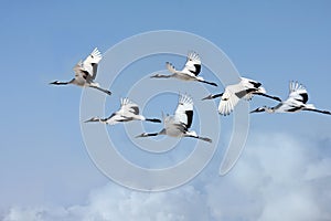 Red-crowned cranes fly in the sky.