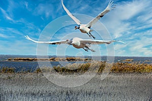 Red-crowned cranes fly through the wetlands.