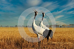 Red-crowned cranes graceful auspicious. Zhalong China, natural ecology has become a global one of 16 international important wetla