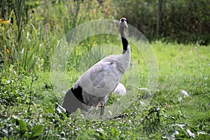 A Red Crowned Cranes on the ground