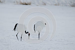 Red-crowned cranes Grus japonensis