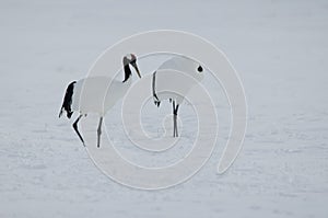 Red-crowned cranes Grus japonensis