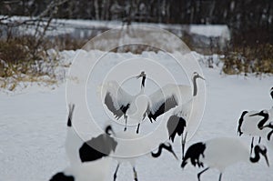 Red-crowned cranes Grus japonensis