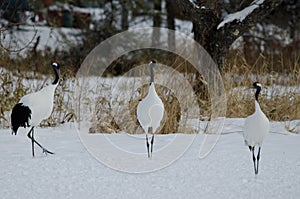 Red-crowned cranes Grus japonensis