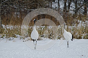 Red-crowned cranes Grus japonensis