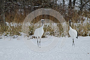 Red-crowned cranes Grus japonensis