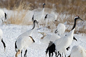 Red-crowned cranes Grus japonensis