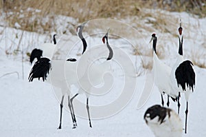 Red-crowned cranes Grus japonensis