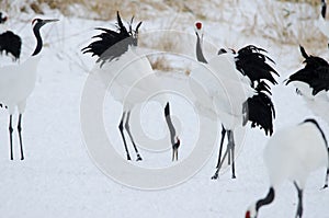 Red-crowned cranes Grus japonensis