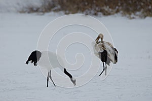 Red-crowned cranes Grus japonensis