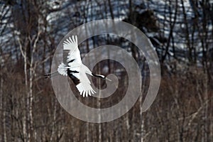 Red crowned cranes grus japonensis in flight with outstretched wings against forest, winter, Hokkaido, Japan, japanese crane,
