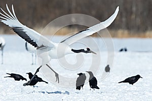 Red crowned cranes grus japonensis in flight with outstretched wings, winter, Hokkaido, Japan, japanese crane, beautiful mystic