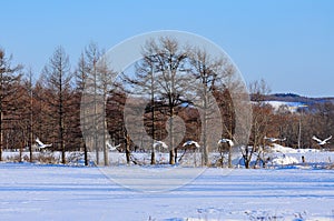 Red-crowned cranes in Hokkaido, Japan