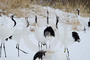 Red-crowned cranes honking