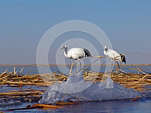 Red-crowned cranes in the melting of walking on the lake.