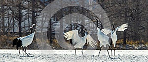 The red-crowned cranes . Scientific name: Grus japonensis, also called the Japanese crane or Manchurian crane