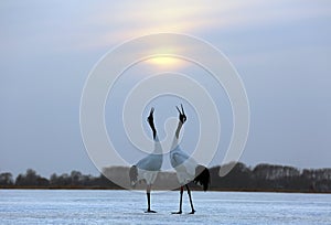 Red-crowned cranes sing the setting sun