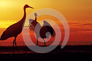 Red crowned cranes sunset bird