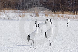 Red-Crowned Cranes Synchronous Courtship Behavior