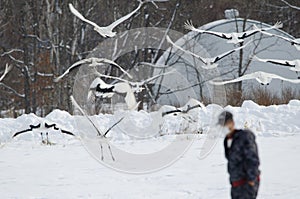 Red-crowned cranes and whooper swans taking flight