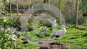 The Red-crowned cranes in the Zoo at Wingham Wildlife Park, England, UK