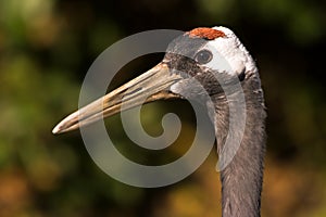 Red-crowned Japanese crane