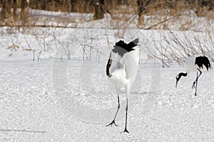 Red-Crowned/Japanese Crane Ballet photo
