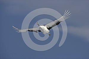 Red-crowned or Japanese crane, Grus japonensis,